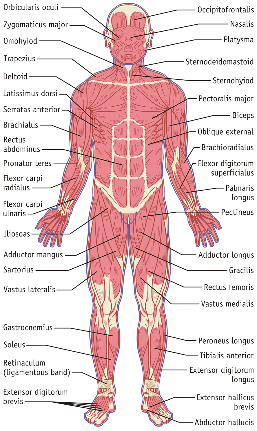 Labeled Muscle System 10