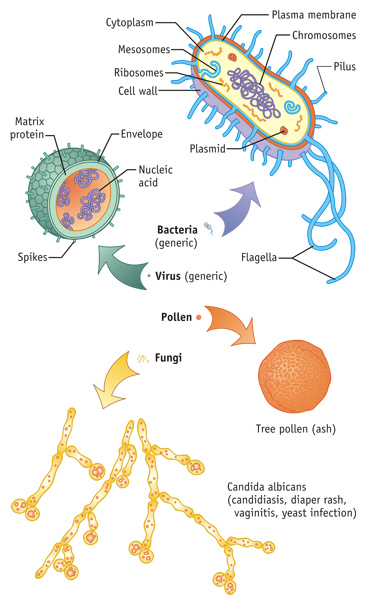 Bacteria, Fungus, Virus, etc. Medical Illustration