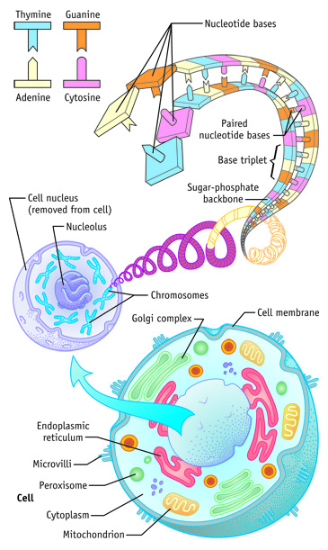 DNA Diagram, Staged View