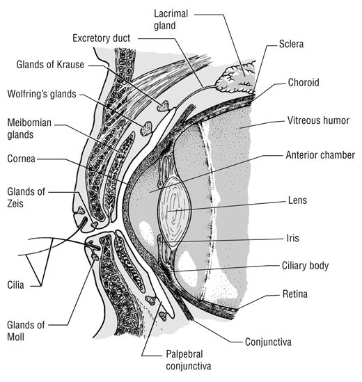 Eye Cross-Section Medical Illustration