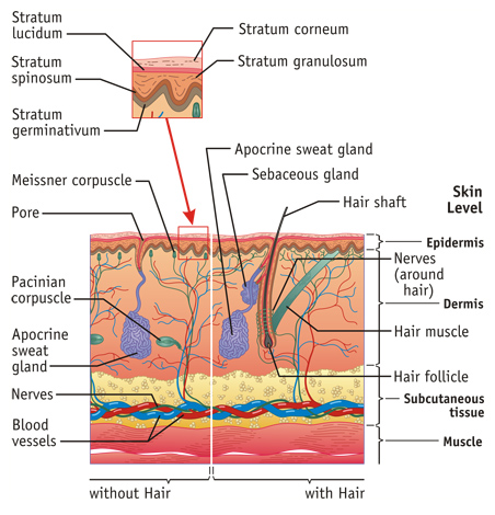 Integumentary System Medical Illustration