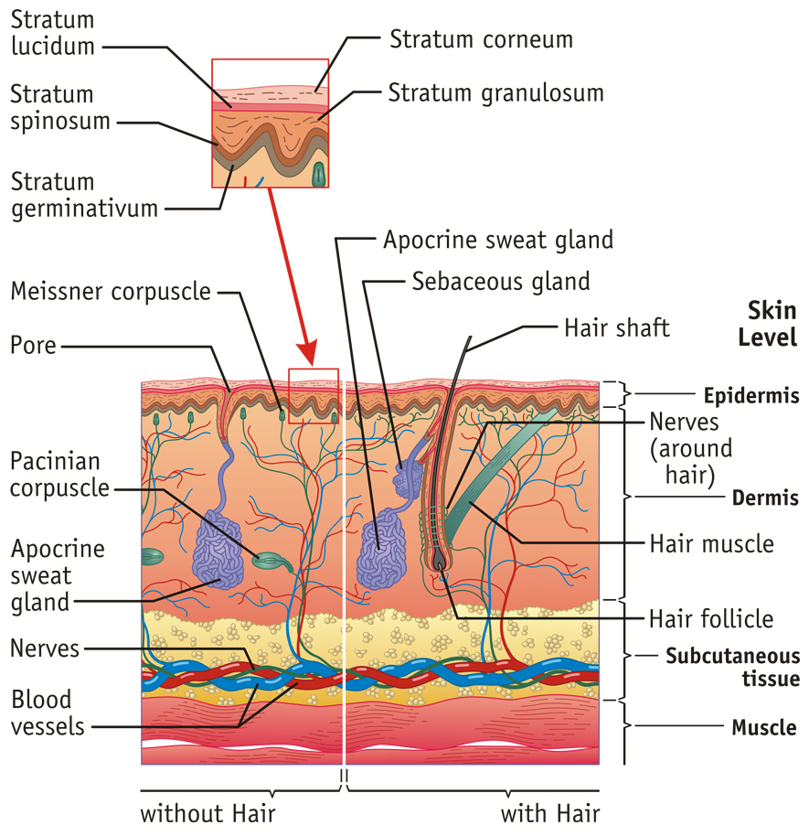 The Integumentary System