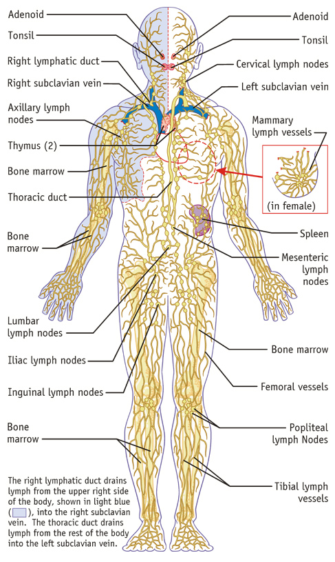 Lymphatic System Medical Illustration