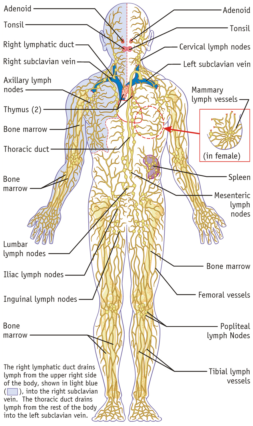 The Lymphatic System