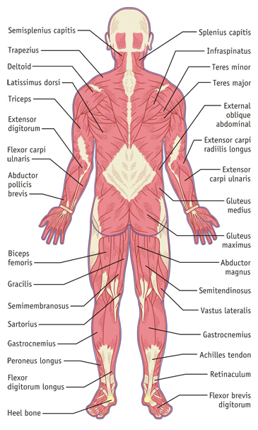 Muscular System Illustration, Back Side