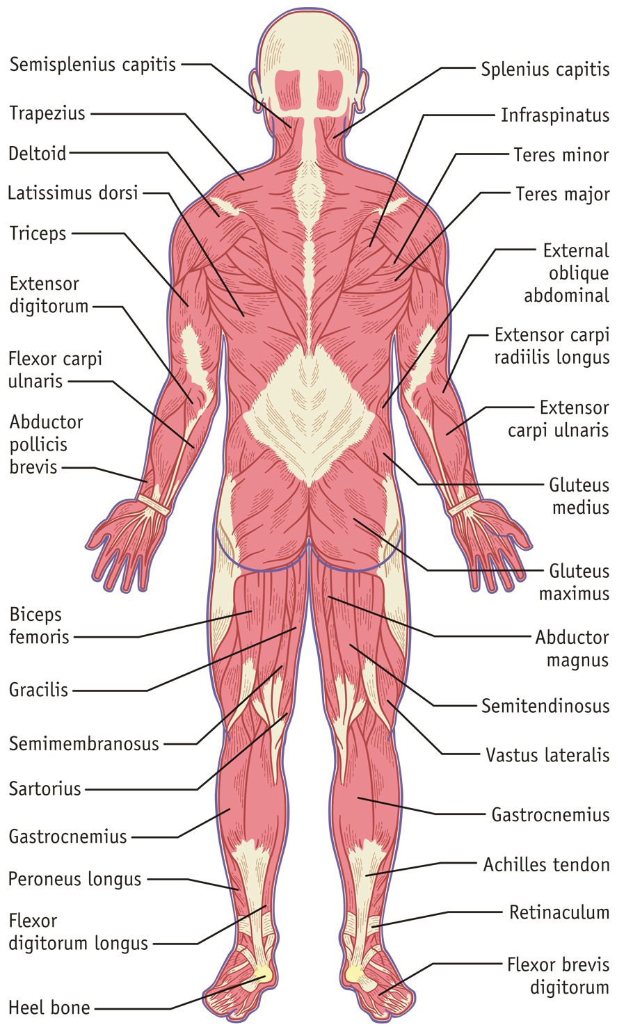 Muscular System, Back