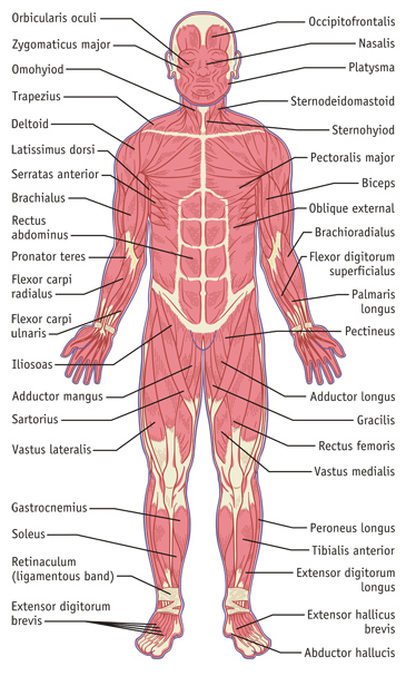 Muscular System Illustration, Front Side