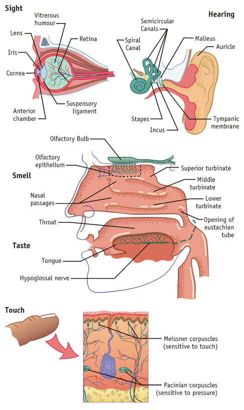 The Senses Medical Illustration