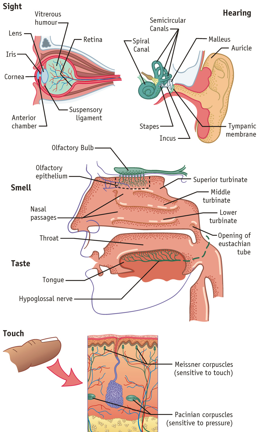 The Senses