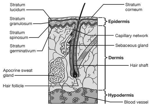 Skin Cross-Section Medical Illustration