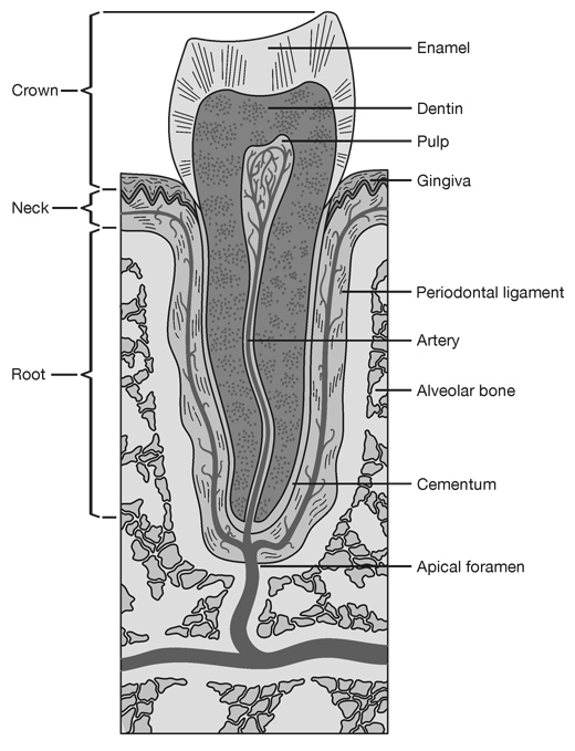 Tooth Cross-Section Medical Illustration